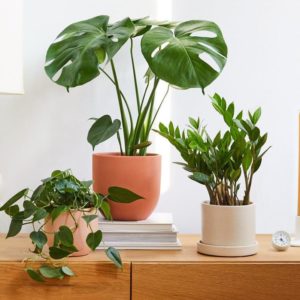 Indoor Plants