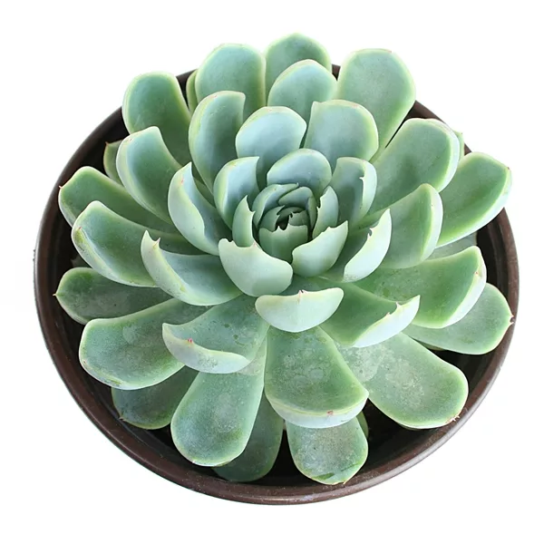 Succulent Succulent