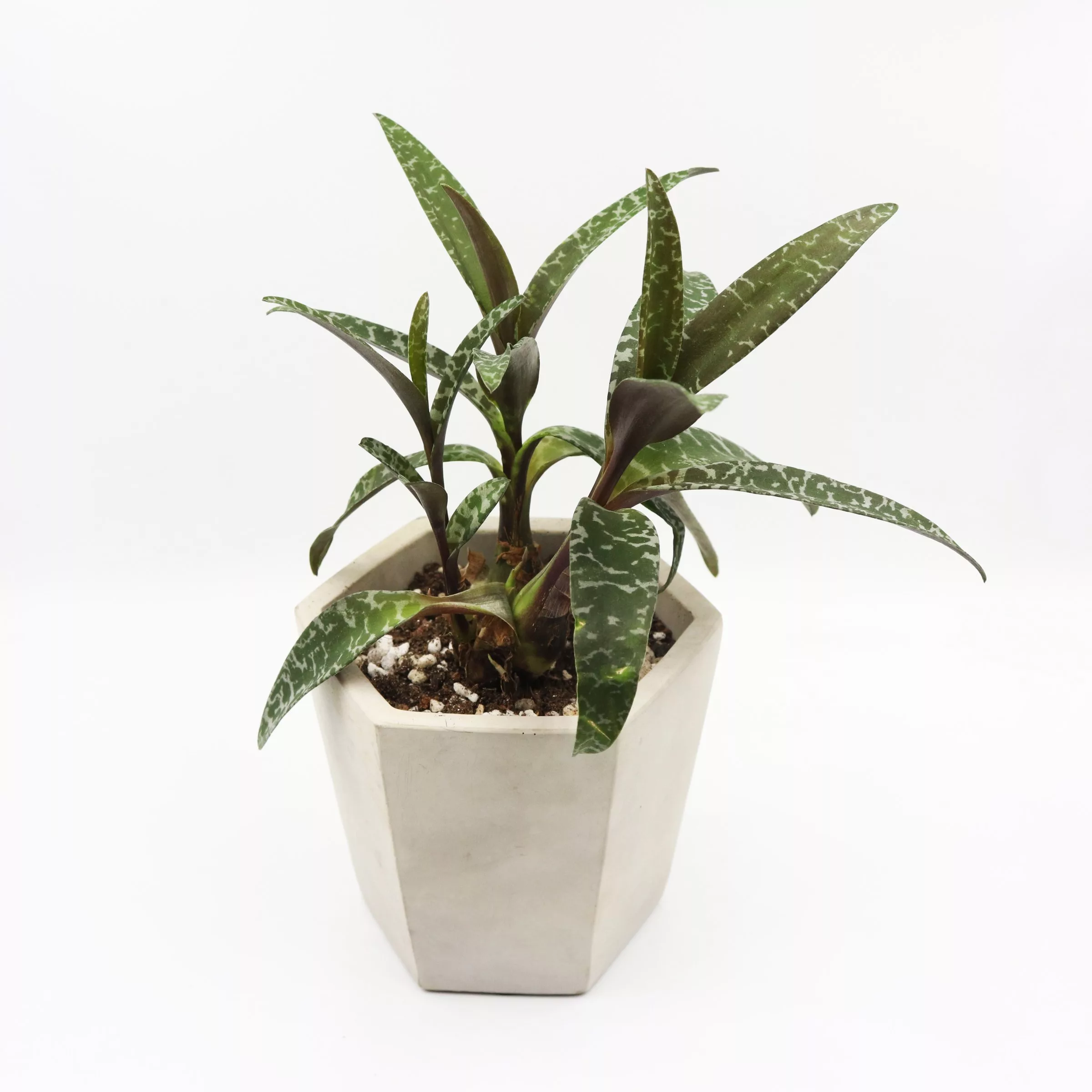 Silver_Squill plant Silver_Squill plant