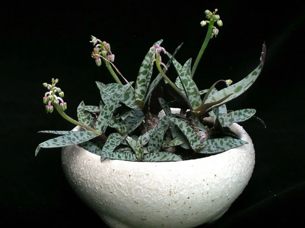 Ledebouria socialis nz Ledebouria socialis nz