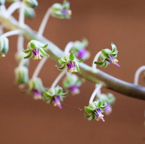 Silver Squill Silver Squill