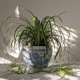 indoor plants nz