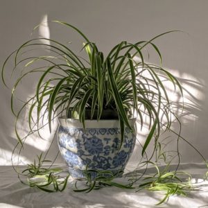 buy spider plant nz