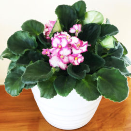 African Violet Pink White