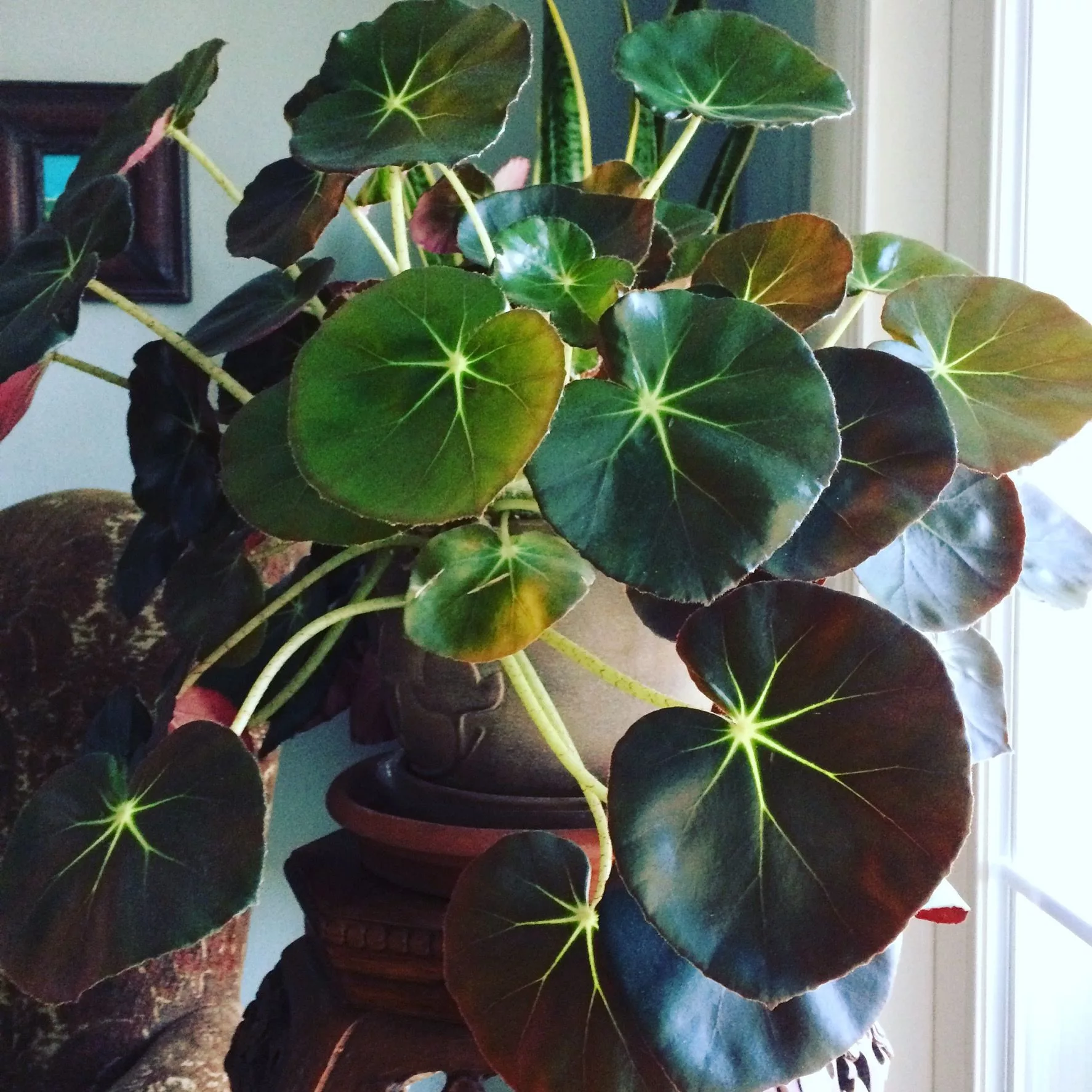 Beef Steak Begonia Indoor Plant Beef Steak Begonia nz