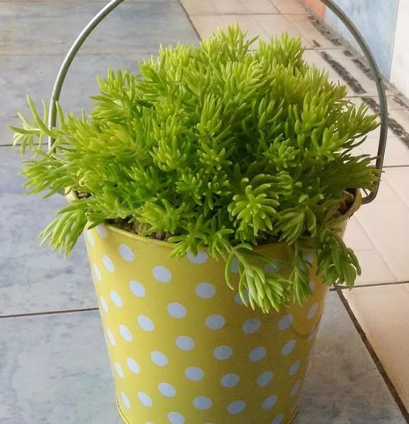 Sedum Mexicana Aculpulco Gold Sedum Mexicana Aculpulco Gold