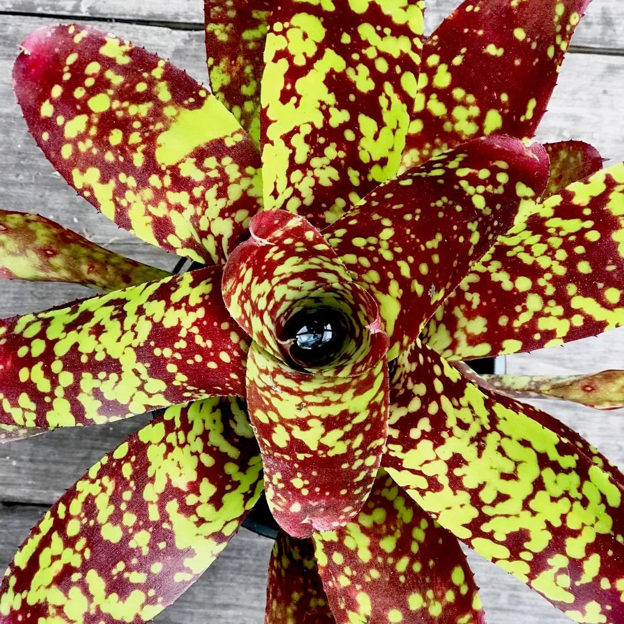 Neoregelia marmorata Bromeliads Bromeliads for sale NZ