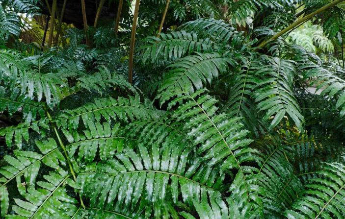 King Fern King Fern