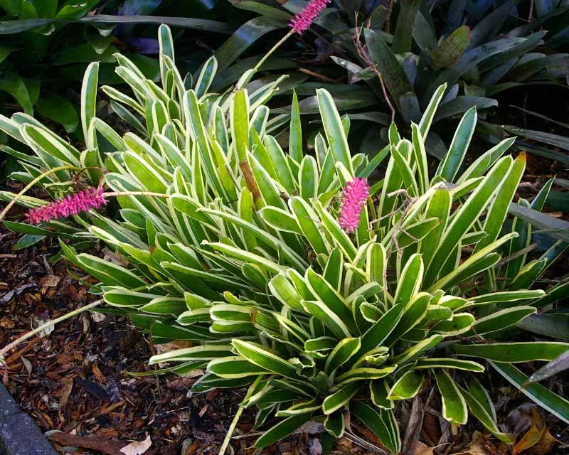 Aechmea-Gamesopala-Lucky-Stripe