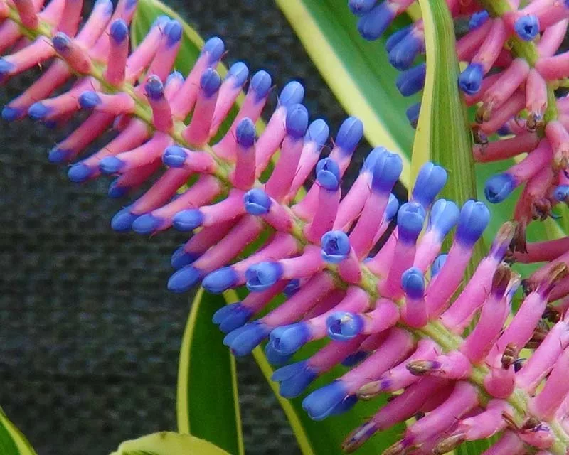 Bromeliad Lucky Stripe Bromeliad Lucky Stripe