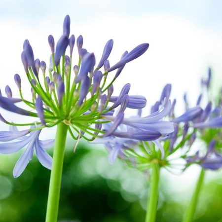Agapanthus NZ for sale