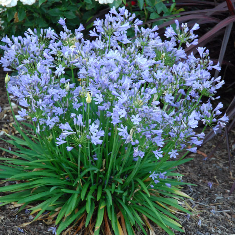 Miniature Agapanthus | Peter Pan | Ladybugs