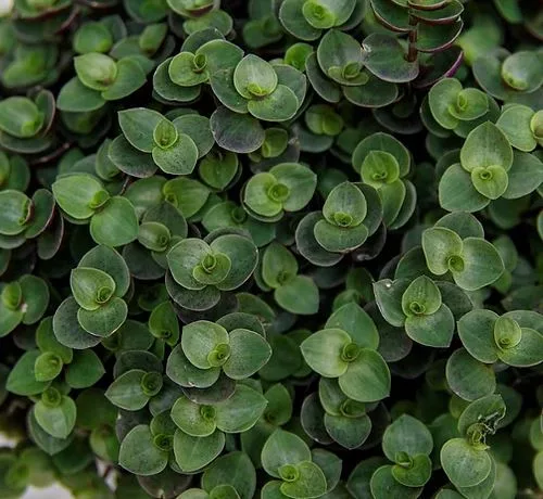 Green bubbles plant nz Green bubbles plant nz
