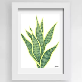 snake plant