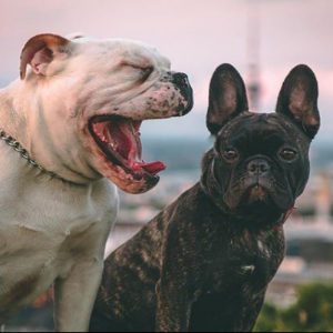 Pet Supplies