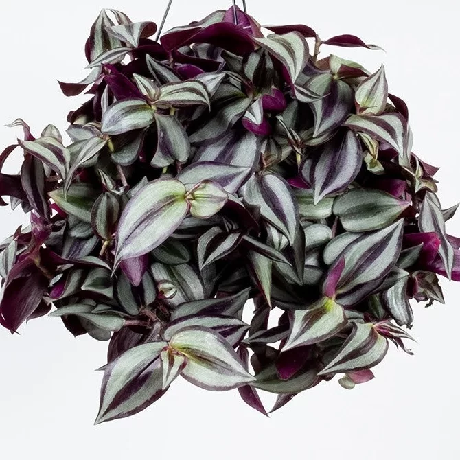 Tradescantia Zebrina Cropped Cropped 2