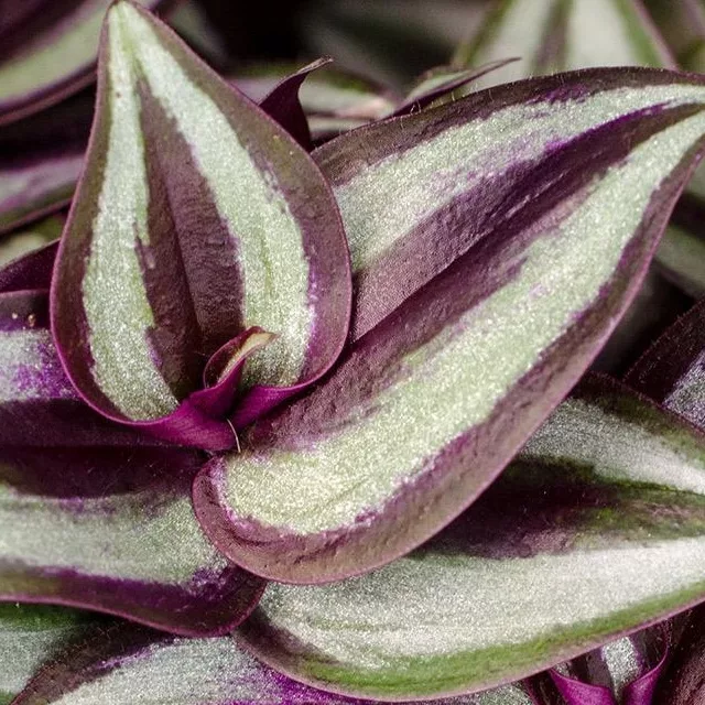Tradescantia Tradescantia