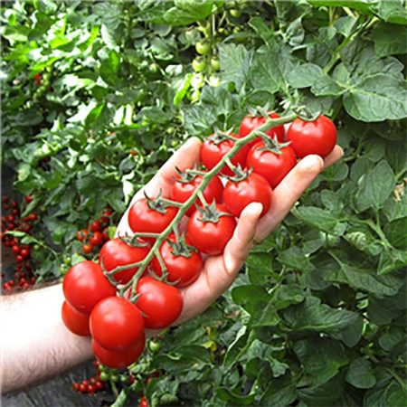 pomodoro tomato plant