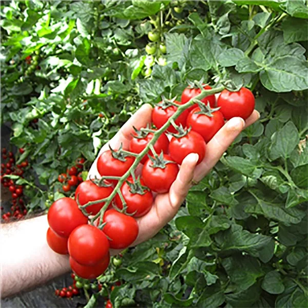 pomodoro tomato plant pomodoro tomato plant