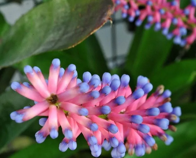 Matchstick Bromeliad