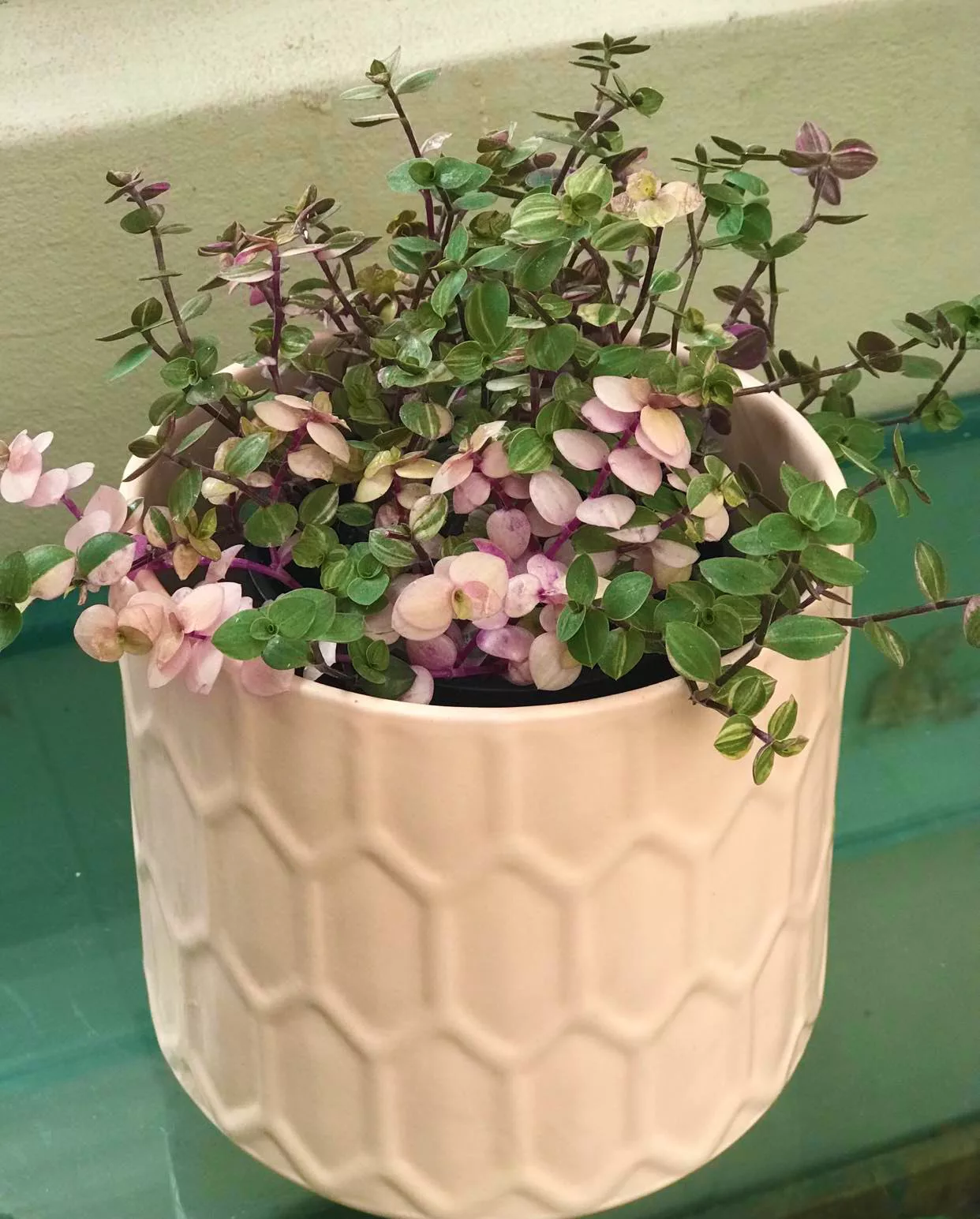pink bubbles plant nz pink bubbles plant nz