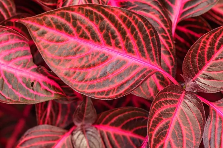 Blood leaf Bloodleaf Iresine