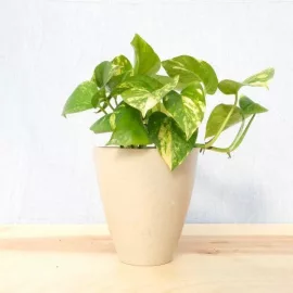 Golden Pothos nz