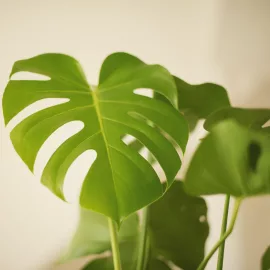 Monstera Plant nz