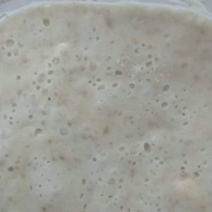 sour dough starter kit